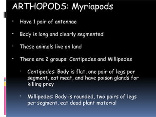 - Have 1 pair of antennae
- Body is long and clearly segmented
- These animals live on land
- There are 2 groups: Centipedes and Millipedes
- Centipedes: Body is flat, one pair of legs per
segment, eat meat, and have poison glands for
killing prey
- Millipedes: Body is rounded, two pairs of legs
per segment, eat dead plant material
ARTHOPODS: Myriapods
 