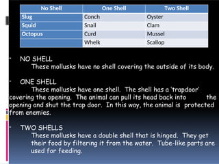 - NO SHELL
These mollusks have no shell covering the outside of its body.
- ONE SHELL
These mollusks have one shell. The shell has a ‘trapdoor’
covering the opening. The animal can pull its head back into the
opening and shut the trap door. In this way, the animal is protected
from enemies.
- TWO SHELLS
These mollusks have a double shell that is hinged. They get
their food by filtering it from the water. Tube-like parts are
used for feeding.
No Shell One Shell Two Shell
Slug Conch Oyster
Squid Snail Clam
Octopus Curd Mussel
Whelk Scallop
 