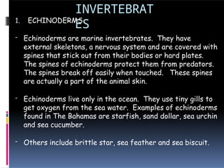 INVERTEBRAT
ES
1. ECHINODERMS
- Echinoderms are marine invertebrates. They have
external skeletons, a nervous system and are covered with
spines that stick out from their bodies or hard plates.
The spines of echinoderms protect them from predators.
The spines break off easily when touched. These spines
are actually a part of the animal skin.
- Echinoderms live only in the ocean. They use tiny gills to
get oxygen from the sea water. Examples of echinoderms
found in The Bahamas are starfish, sand dollar, sea urchin
and sea cucumber.
- Others include brittle star, sea feather and sea biscuit.
 