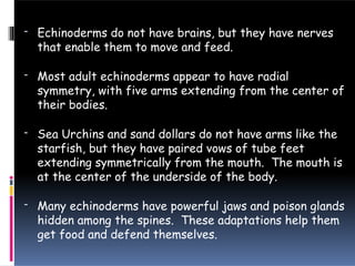 - Echinoderms do not have brains, but they have nerves
that enable them to move and feed.
- Most adult echinoderms appear to have radial
symmetry, with five arms extending from the center of
their bodies.
- Sea Urchins and sand dollars do not have arms like the
starfish, but they have paired vows of tube feet
extending symmetrically from the mouth. The mouth is
at the center of the underside of the body.
- Many echinoderms have powerful jaws and poison glands
hidden among the spines. These adaptations help them
get food and defend themselves.
 