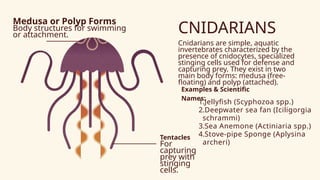 Science Subject - Invertebrates for Grade Six | PPTX