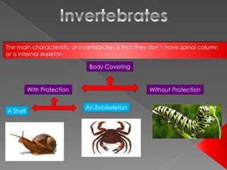The main characteristic of invertebrates is that they don´t have spinal column
or a internal skeleton

                              Body Covering



          With Protection                           Without Protection


                             An Exoskeleton
A Shell
 