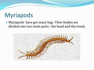 Myriapods
 Myriapods have got many legs. Their bodies are
 divided into two main parts : the head and the trunk.
 