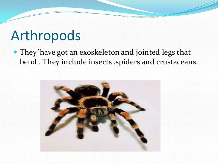 Invertebrates juanje