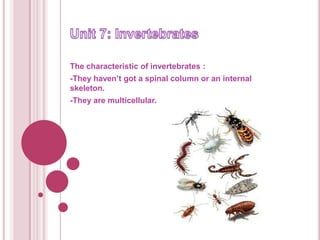 The characteristic of invertebrates :
-They haven’t got a spinal column or an internal
skeleton.
-They are multicellular.
 