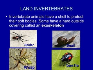 LAND INVERTEBRATES <ul><li>I nvertebrate animals have a shell to protect their soft bodies. Some have a hard outside cover...