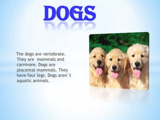 The dogs are vertebrate.
They are mammals and
carnivore. Dogs are
placental mammals. They
have four legs. Dogs aren´t
aquatic animals.
DOGS