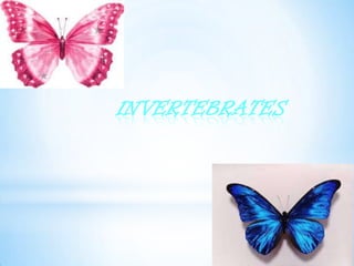 INVERTEBRATES
