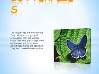 The butterflies are invertebrate.
They belong to the group of
arthropods. They are insects.
Butterflies have got six legs.Their
bodies have got three main
parts:head, thorax and abdomen.
They are covered by sensory hair.
BUTTERFLIE
S