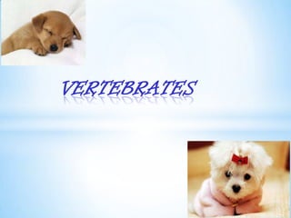 VERTEBRATES