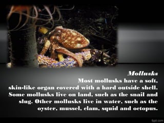 Mollusks
Most mollusks have a soft,
skin-like organ covered with a hard outside shell.
Some mollusks live on land, such as the snail and
slug. Other mollusks live in water, such as the
oyster, mussel, clam, squid and octopus.
 