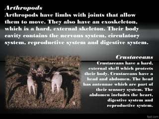 Arthropods
Arthropods have limbs with joints that allow
them to move. They also have an exoskeleton,
which is a hard, external skeleton. Their body
cavity contains the nervous system, circulatory
system, reproductive system and digestive system.
Crustaceans
Crustaceans have a hard,
external shell which protects
their body. Crustaceans have a
head and abdomen. The head
has antennae which are part of
their sensory system. The
abdomen includes the heart,
digestive system and
reproductive system.
 