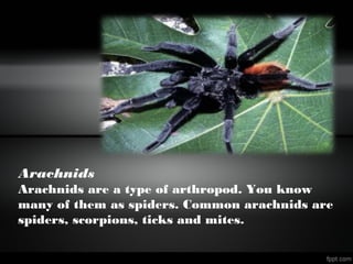 Arachnids
Arachnids are a type of arthropod. You know
many of them as spiders. Common arachnids are
spiders, scorpions, ticks and mites.
 