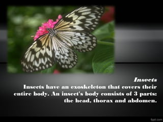 Insects
Insects have an exoskeleton that covers their
entire body. An insect's body consists of 3 parts:
the head, thorax and abdomen.
 
