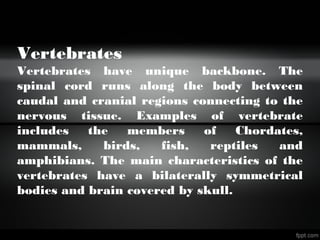 Vertebrates
Vertebrates have unique backbone. The
spinal cord runs along the body between
caudal and cranial regions connecting to the
nervous tissue. Examples of vertebrate
includes the members of Chordates,
mammals, birds, fish, reptiles and
amphibians. The main characteristics of the
vertebrates have a bilaterally symmetrical
bodies and brain covered by skull.
 