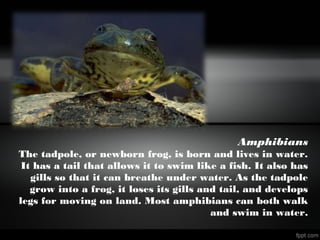 Amphibians
The tadpole, or newborn frog, is born and lives in water.
It has a tail that allows it to swim like a fish. It also has
gills so that it can breathe under water. As the tadpole
grow into a frog, it loses its gills and tail, and develops
legs for moving on land. Most amphibians can both walk
and swim in water.
 