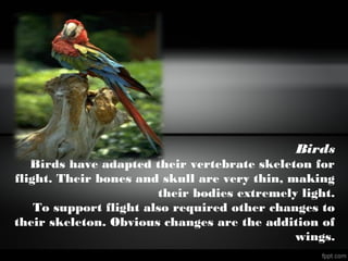 Birds
Birds have adapted their vertebrate skeleton for
flight. Their bones and skull are very thin, making
their bodies extremely light.
To support flight also required other changes to
their skeleton. Obvious changes are the addition of
wings.
 