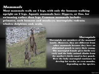 Mammals
Most mammals walk on 4 legs, with only the humans walking
upright on 2 legs. Aquatic mammals have flippers, or fins, for
swimming rather than legs. Common mammals include:
primates, such humans and monkeys; marsupials; rodents;
whales; dolphins; and, seals.
Marsupials
Marsupials are members of the mammal
family. However, they are different from
other mammals because they have an
abdominal pouch to carry their young.
The marsupial female gives birth very
early and the baby animal climbs from
the mother's birth canal to her pouch.
Here the baby marsupial continues to
develop for weeks, or even months,
depending on the species.
 