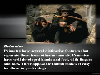 Primates
Primates have several distinctive features that
separate them from other mammals. Primates
have well developed hands and feet, with fingers
and toes. Their opposable thumb makes it easy
for them to grab things.
 