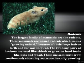 Rodents
The largest family of mammals are the rodents.
These mammals are named rodent, which means
"gnawing animal," because of their large incisor
teeth and the way they eat. The two long pairs of
incisors are used like chisels to gnaw on hard foods
like nuts and wood. These incisors must grow
continuously since they are worn down by gnawing.
 
