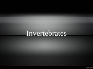 Invertebrates
 