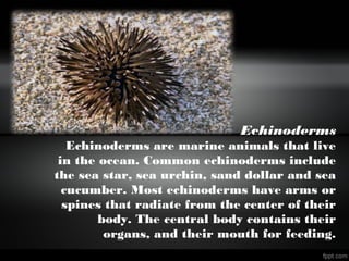 Echinoderms
Echinoderms are marine animals that live
in the ocean. Common echinoderms include
the sea star, sea urchin, sand dollar and sea
cucumber. Most echinoderms have arms or
spines that radiate from the center of their
body. The central body contains their
organs, and their mouth for feeding.
 
