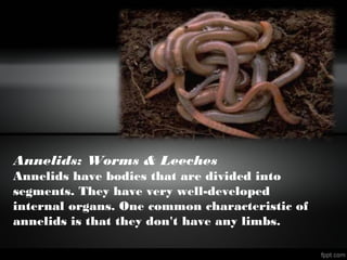 Annelids: Worms & Leeches
Annelids have bodies that are divided into
segments. They have very well-developed
internal organs. One common characteristic of
annelids is that they don't have any limbs.
 