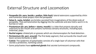 External Structure and Locomotion
• Parapodia (Gr. para, beside + podion, little foot): lateral extensions supported by chitin
and numerous setae project from the parapodia
• Setae (L. saeta, bristle): are bristles secreted from invaginations of the distal ends of
parapodia. They aid locomotion by digging into the substrate and also hold a worm in its
burrow or tube.
• Prostomium (Gr. pro, before + stoma, mouth): is a lobe that projects dorsally and
anteriorly to the mouth and contains numerous sensory structures, including eyes,
antennae, palps.
• Nuchal organs: ciliated pits or grooves which are chemoreceptors for food detection .
• Peristomium (Gr. peri, around): The first body segment, that surrounds the mouth and
bears sensory tentacles or cirri.
• Cuticle: The epidermis of polychaetes consists of a single layer of columnar cells that
secrete a protective, nonliving cuticle.
• Some polychaetes have epidermal glands that secrete luminescent compounds.
 