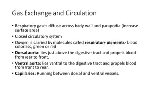Gas Exchange and Circulation
• Respiratory gases diffuse across body wall and parapodia (increase
surface area)
• Closed circulatory system
• Oxygen is carried by molecules called respiratory pigments- blood
colorless, green or red
• Dorsal aorta: lies just above the digestive tract and propels blood
from rear to front.
• Ventral aorta: lies ventral to the digestive tract and propels blood
from front to rear.
• Capillaries: Running between dorsal and ventral vessels.
 