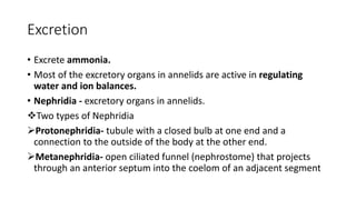 Excretion
• Excrete ammonia.
• Most of the excretory organs in annelids are active in regulating
water and ion balances.
• Nephridia - excretory organs in annelids.
Two types of Nephridia
Protonephridia- tubule with a closed bulb at one end and a
connection to the outside of the body at the other end.
Metanephridia- open ciliated funnel (nephrostome) that projects
through an anterior septum into the coelom of an adjacent segment
 