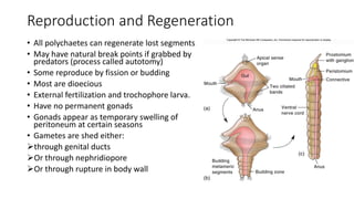 Reproduction and Regeneration
• All polychaetes can regenerate lost segments
• May have natural break points if grabbed by
predators (process called autotomy)
• Some reproduce by fission or budding
• Most are dioecious
• External fertilization and trochophore larva.
• Have no permanent gonads
• Gonads appear as temporary swelling of
peritoneum at certain seasons
• Gametes are shed either:
through genital ducts
Or through nephridiopore
Or through rupture in body wall
 