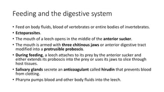 Feeding and the digestive system
• Feed on body fluids, blood of vertebrates or entire bodies of invertebrates.
• Ectoparasites.
• The mouth of a leech opens in the middle of the anterior sucker.
• The mouth is armed with three chitinous jaws or anterior digestive tract
modified into a protrusible proboscis.
• During feeding, a leech attaches to its prey by the anterior sucker and
either extends its proboscis into the prey or uses its jaws to slice through
host tissues.
• Salivary glands secrete an anticoagulant called hirudin that prevents blood
from clotting.
• Pharynx pumps blood and other body fluids into the leech.
 