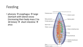 Feeding
• pharynx  esophagus  large
stomach with lateral cecea
(increasing their body mass 2 to
10 times)  short intestine 
anus
 