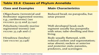 INVERTEBRATES  Annelida.pdf