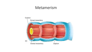 Metamerism
 