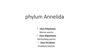phylum Annelida
• Class Polychaeta
Marine worms
• Class Oligochaeta
Soil building worms
• Class Hirudinea
Predatory leeches
 