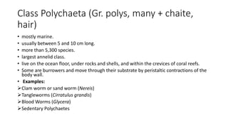 Class Polychaeta (Gr. polys, many + chaite,
hair)
• mostly marine.
• usually between 5 and 10 cm long.
• more than 5,300 species.
• largest annelid class.
• live on the ocean floor, under rocks and shells, and within the crevices of coral reefs.
• Some are burrowers and move through their substrate by peristaltic contractions of the
body wall.
• Examples:
Clam worm or sand worm (Nereis)
Tangleworms (Cirratulus grandis)
Blood Worms (Glycera)
Sedentary Polychaetes
 