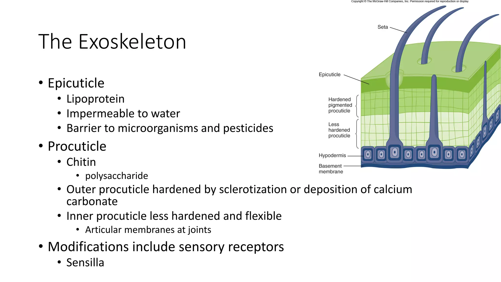 INVERTEBRATES Arthropod.pdf