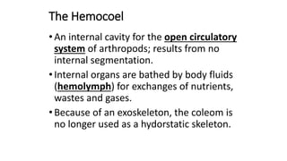 The Hemocoel
•An internal cavity for the open circulatory
system of arthropods; results from no
internal segmentation.
•Internal organs are bathed by body fluids
(hemolymph) for exchanges of nutrients,
wastes and gases.
•Because of an exoskeleton, the coleom is
no longer used as a hydorstatic skeleton.
 