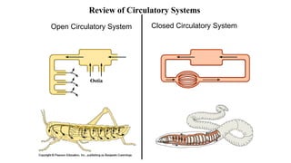 Open Circulatory System Closed Circulatory System
Review of Circulatory Systems
Ostia
 