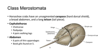 Class Merostomata
• Horseshoe crabs have an unsegmented carapace (hard dorsal shield),
a broad abdomen, and a long telson (tail piece).
• Cephalothorax
• Chelicerae
• Pedipalps
• 4 pairs walking legs
• Abdomen
• 6 pairs of thin appendages
• Book gills found on 5.
 
