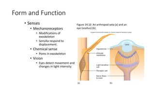 Form and Function
• Senses
• Mechanoreceptors
• Modifications of
exoskeleton
• Sensilla respond to
displacement.
• Chemical sense
• Pores in exoskeleton
• Vision
• Eyes detect movement and
changes in light intensity.
Figure 14.10 An arthropod seta (a) and an
eye (ocellus) (b).
 