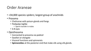 Order Araneae
• +34,000 species spiders; largest group of arachnids
• Prosoma
• Chelicerae with poison glands and fangs
• Pedipalps leglike
• Sperm transfer in males
• 6-8 eyes
• Opisthosoma
• Connected to prosoma via pedicel
• Swollen or elongate
• Visceral functions and spinnerets
• Spinnerettes at the posterior end that make silk using silk glands.
 