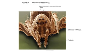 Figure 14.13 Prosoma of a spiderling.
 