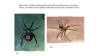 Figure 14.15 (a) Black widow spiders (Lactrodectus mactans) has a neurotoxic
venom. (b) Brown recluse spiders (Loxosceles reclusa) have a histolytic venom.
(a)
(b)
 