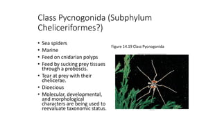 Class Pycnogonida (Subphylum
Cheliceriformes?)
• Sea spiders
• Marine
• Feed on cnidarian polyps
• Feed by sucking prey tissues
through a proboscis.
• Tear at prey with their
chelicerae.
• Dioecious
• Molecular, developmental,
and morphological
characters are being used to
reevaluate taxonomic status.
Figure 14.19 Class Pycnogonida
 