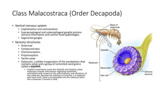 Class Malacostraca (Order Decapoda)
• Ventral nervous system
• Cephalization and centralization
• Supraesophageal and subesophageal ganglia process
sensory information and control head appendages.
• Segmental ganglia
• Sensory structures
• Antennae
• Compound eyes
• Chemoreceptors
• Proprioceptors
• Tactile setae
• Statocysts: a pitlike invagination of the exoskeleton that
contains setae and a group of cemented sand grains
called a statolith.
• Crayfish movements move the statolith and displace setae.
Statocysts provide information regarding movement,
orientation with respect to the pull of gravity, and vibrations of
the substrate. Because the statocyst is cuticular, it is replaced
with each molt. Sand is incorporated into the statocyst when
the crustacean is buried in sand
 