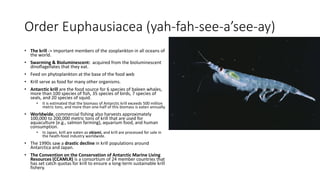 Order Euphausiacea (yah-fah-see-a’see-ay)
• The krill -> important members of the zooplankton in all oceans of
the world.
• Swarming & Bioluminescent: acquired from the bioluminescent
dinoflagellates that they eat.
• Feed on phytoplankton at the base of the food web
• Krill serve as food for many other organisms.
• Antarctic krill are the food source for 6 species of baleen whales,
more than 100 species of fish, 35 species of birds, 7 species of
seals, and 20 species of squid.
• It is estimated that the biomass of Antarctic krill exceeds 500 million
metric tons, and more than one-half of this biomass is eaten annually.
• Worldwide, commercial fishing also harvests approximately
100,000 to 200,000 metric tons of krill that are used for
aquaculture (e.g., salmon farming), aquarium food, and human
consumption.
• In Japan, krill are eaten as okiami, and krill are processed for sale in
the heath-food industry worldwide.
• The 1990s saw a drastic decline in krill populations around
Antarctica and Japan.
• The Convention on the Conservation of Antarctic Marine Living
Resources (CCAMLR) is a consortium of 24 member countries that
has set catch quotas for krill to ensure a long-term sustainable krill
fishery.
 