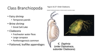 Class Branchiopoda
• Fairy shrimp
• Temporary ponds
• Brine shrimp
• Great Salt Lake
• Cladocera
• Freshwater water fleas
• Large carapace
• Parthenogenesis common
• Flattened, leaflike appendages
Figure 14.27 Order Cladocera.
 