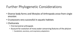 Further Phylogenetic Considerations
• Diverse body forms and lifestyles of Arthropoda arose from single
ancestor.
• Crustaceans very successful in aquatic habitats
• Chelicerata
• First terrestrial arthropods
• Account for evolution of many water conserving features of the phylum
• Exoskeletal, excretory, and respiratory adaptations
 